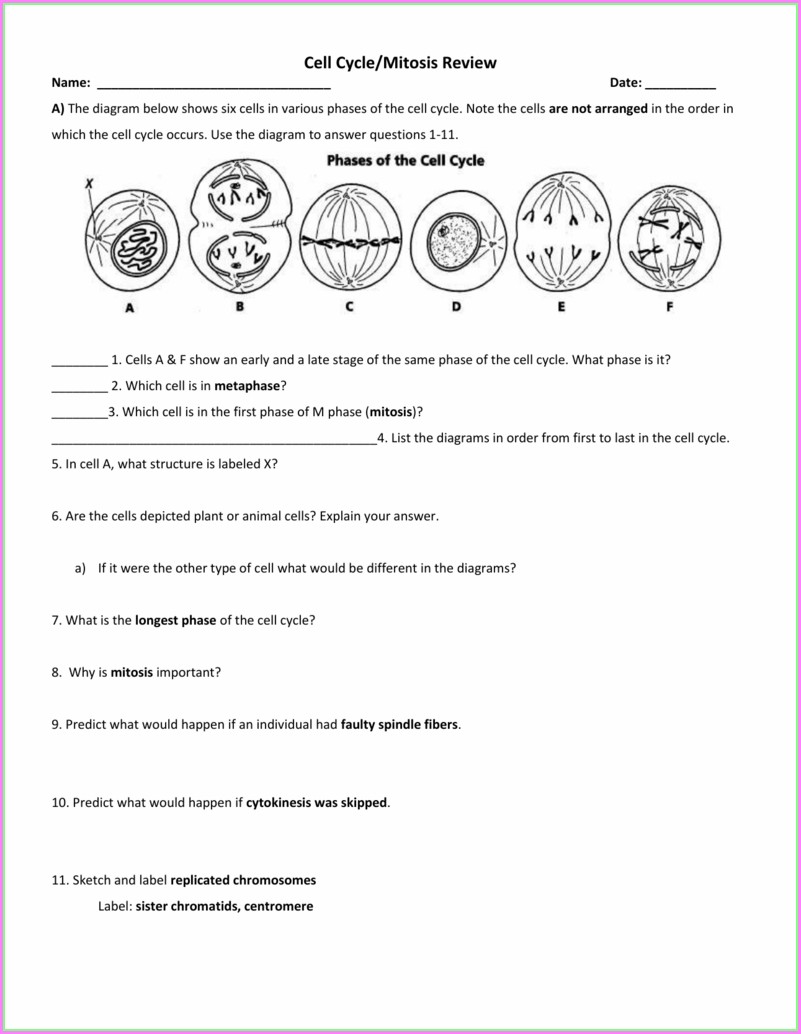 Biogeochemical Cycles Review Worksheet 15