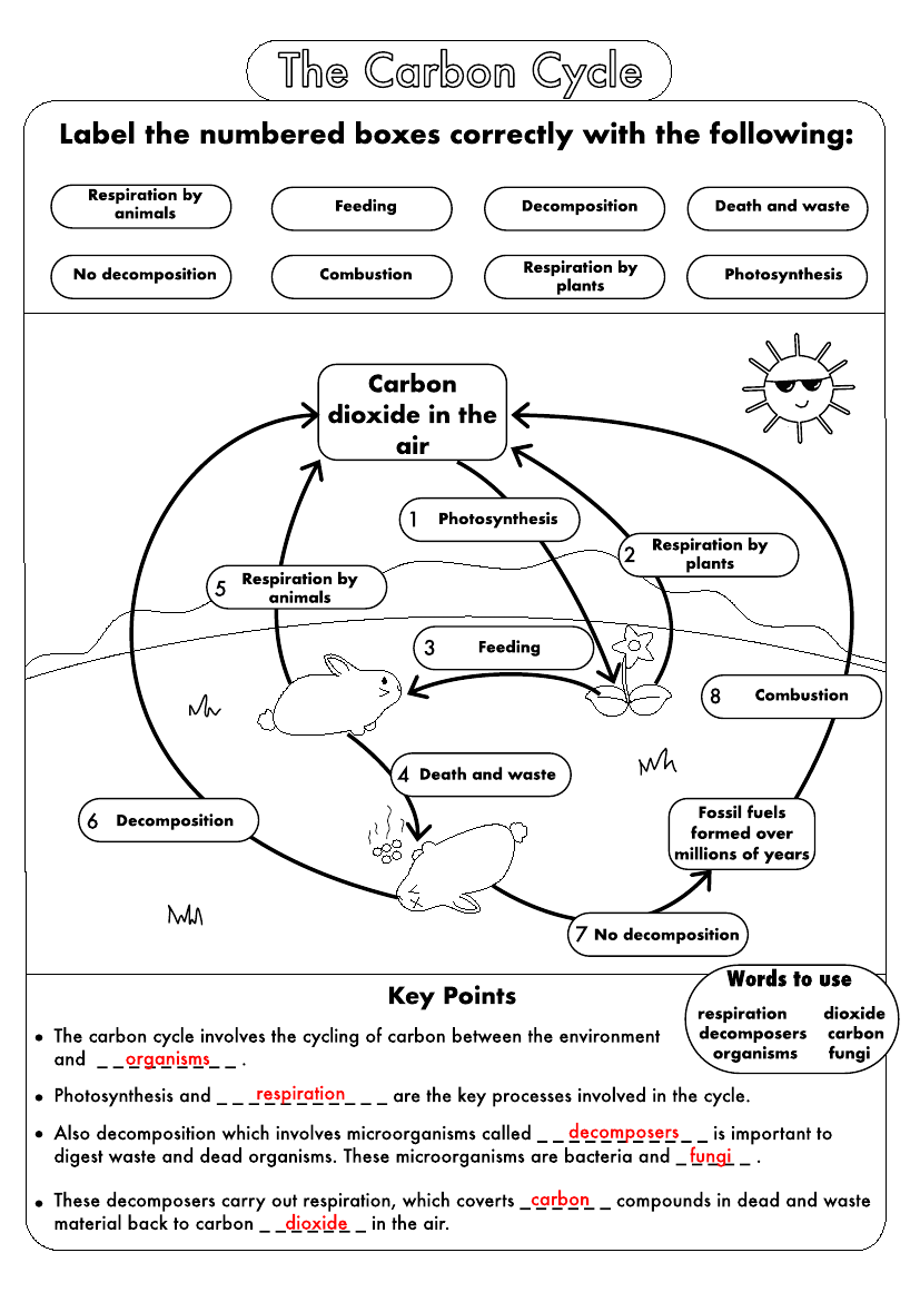 Biogeochemical Cycles Review Worksheet 16