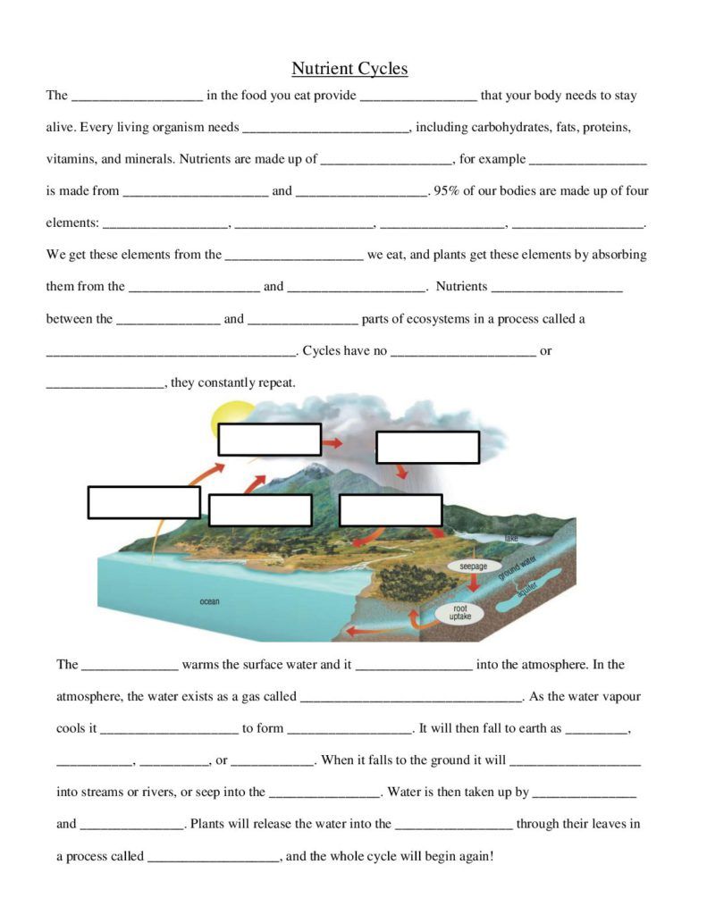 Biogeochemical Cycles Review Worksheet 21