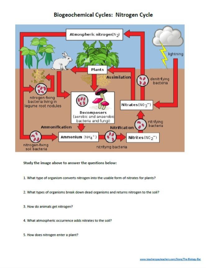 Biogeochemical Cycles Review Worksheet 22