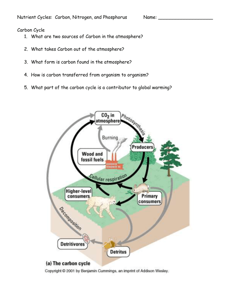 Biogeochemical Cycles Review Worksheet 34