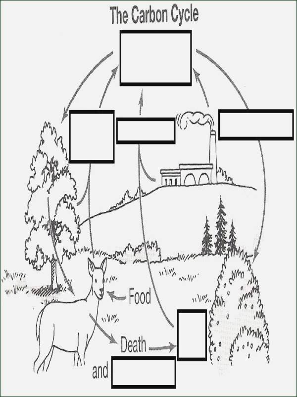 Biogeochemical Cycles Review Worksheet 38