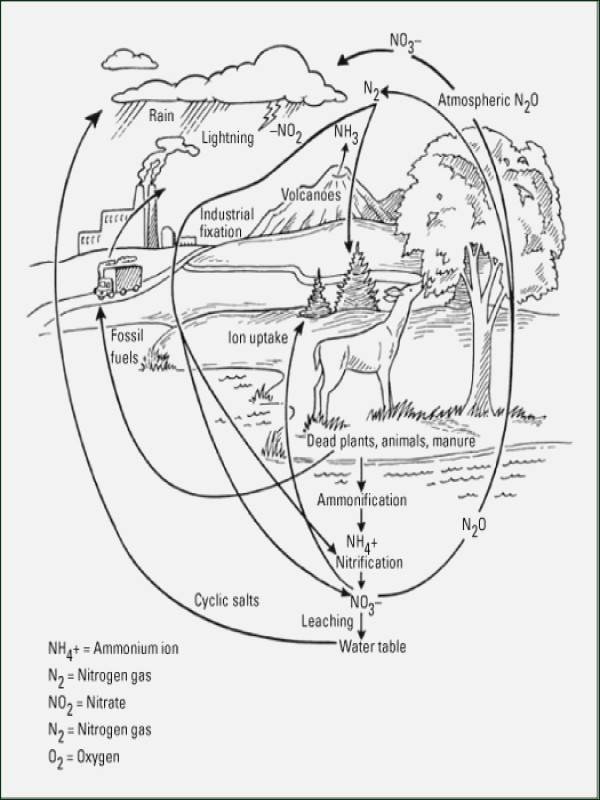 Biogeochemical Cycles Review Worksheet 6