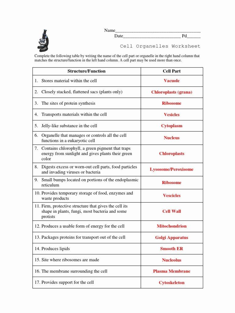 Cell City Worksheet Answers 13