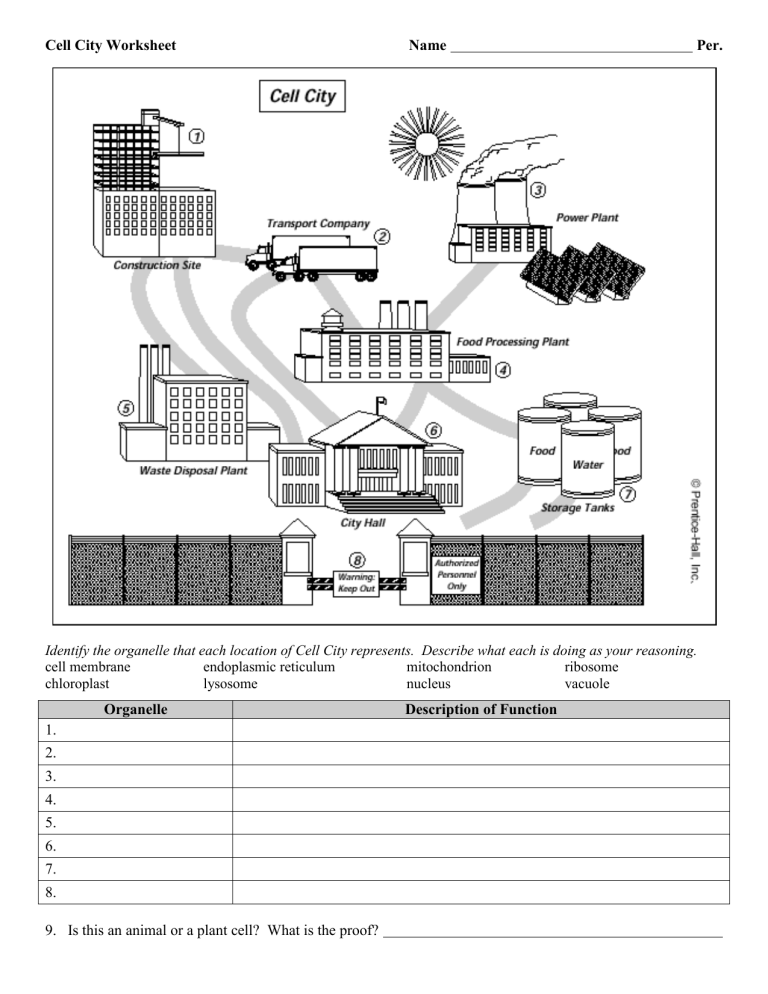 Cell City Worksheet Answers 20