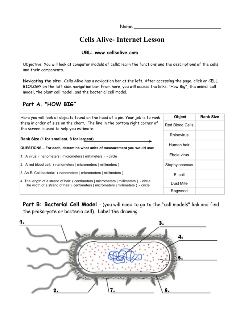 Cell City Worksheet Answers 3