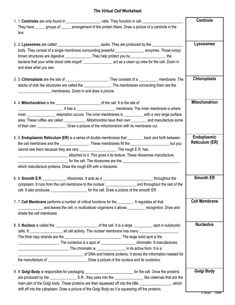 Cell City Worksheet Answers 34