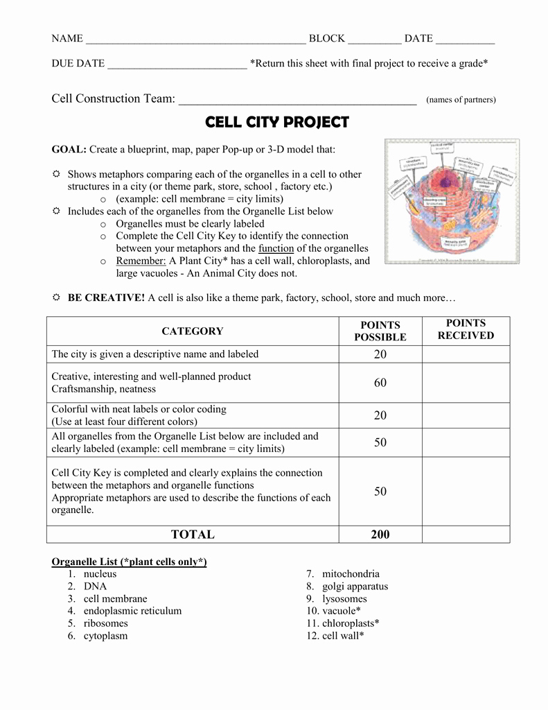 Cell City Worksheet Answers 36