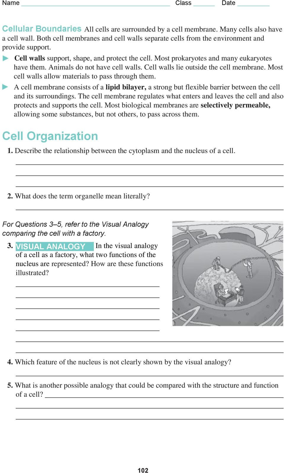 Cell City Worksheet Answers 8