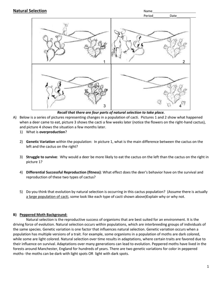 Natural Selection Worksheet For Middle School 10