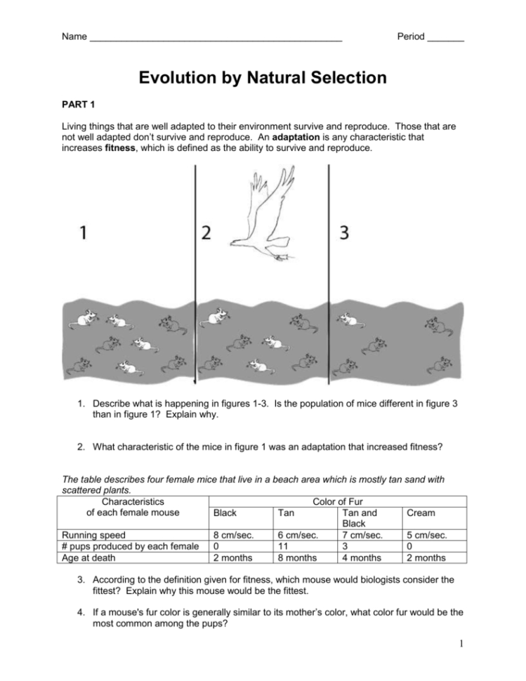 Natural Selection Worksheet For Middle School 14