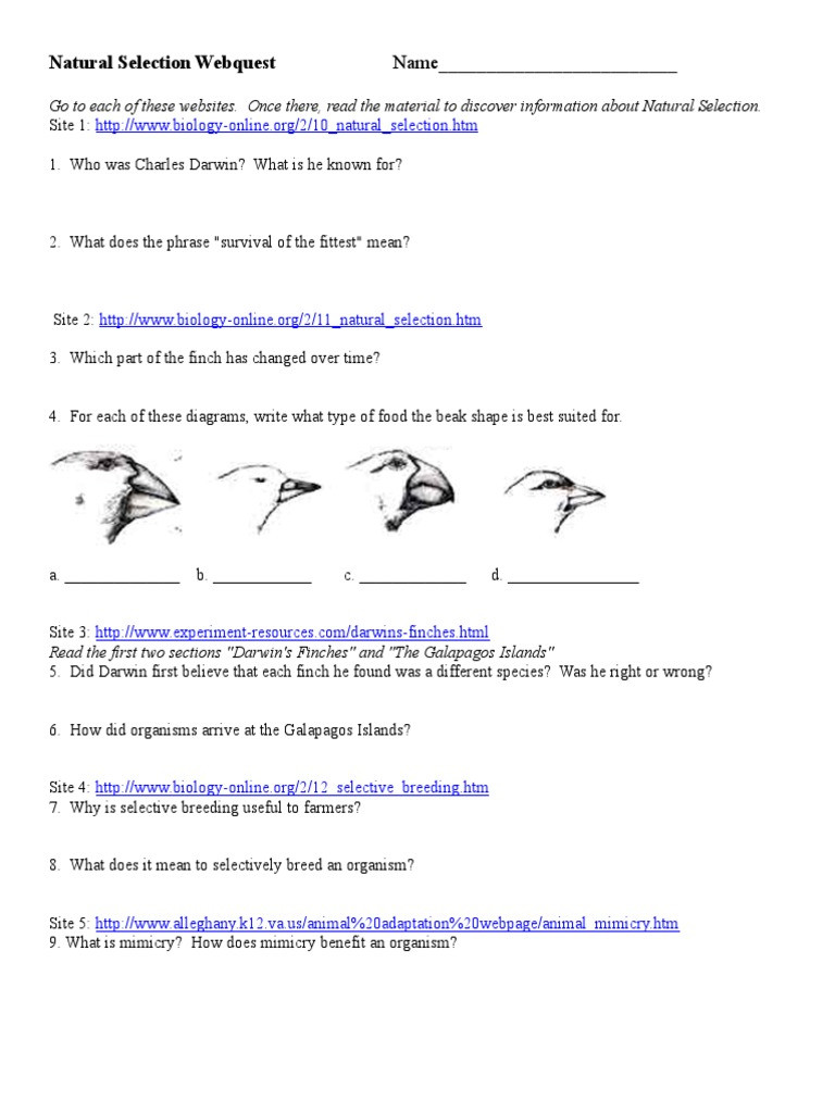 Natural Selection Worksheet For Middle School 15