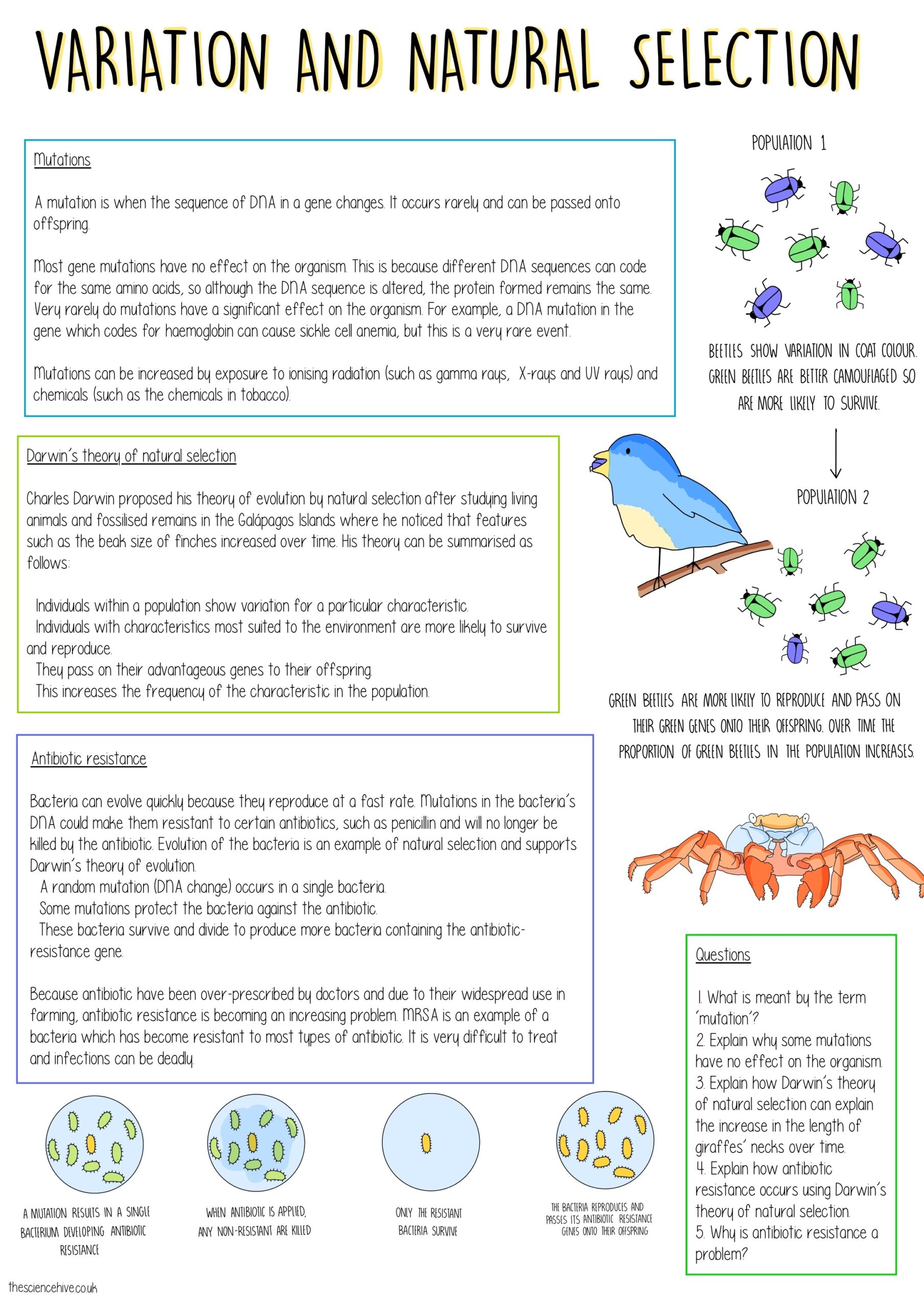 Natural Selection Worksheet For Middle School 16