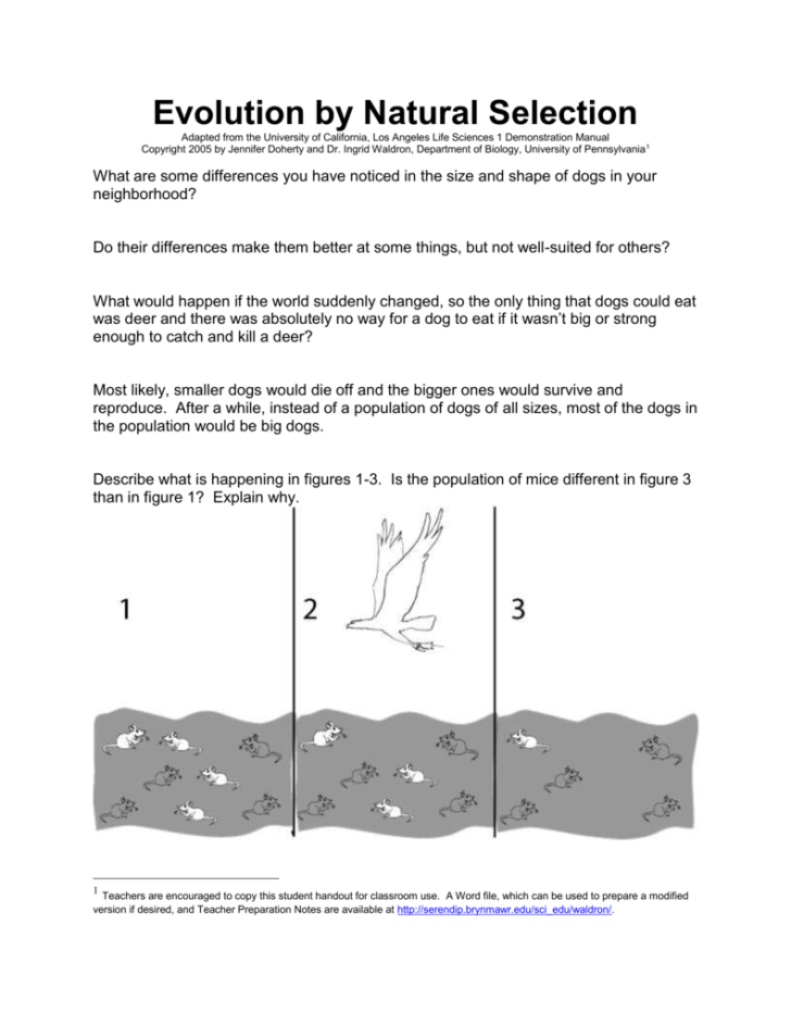 Natural Selection Worksheet For Middle School 20