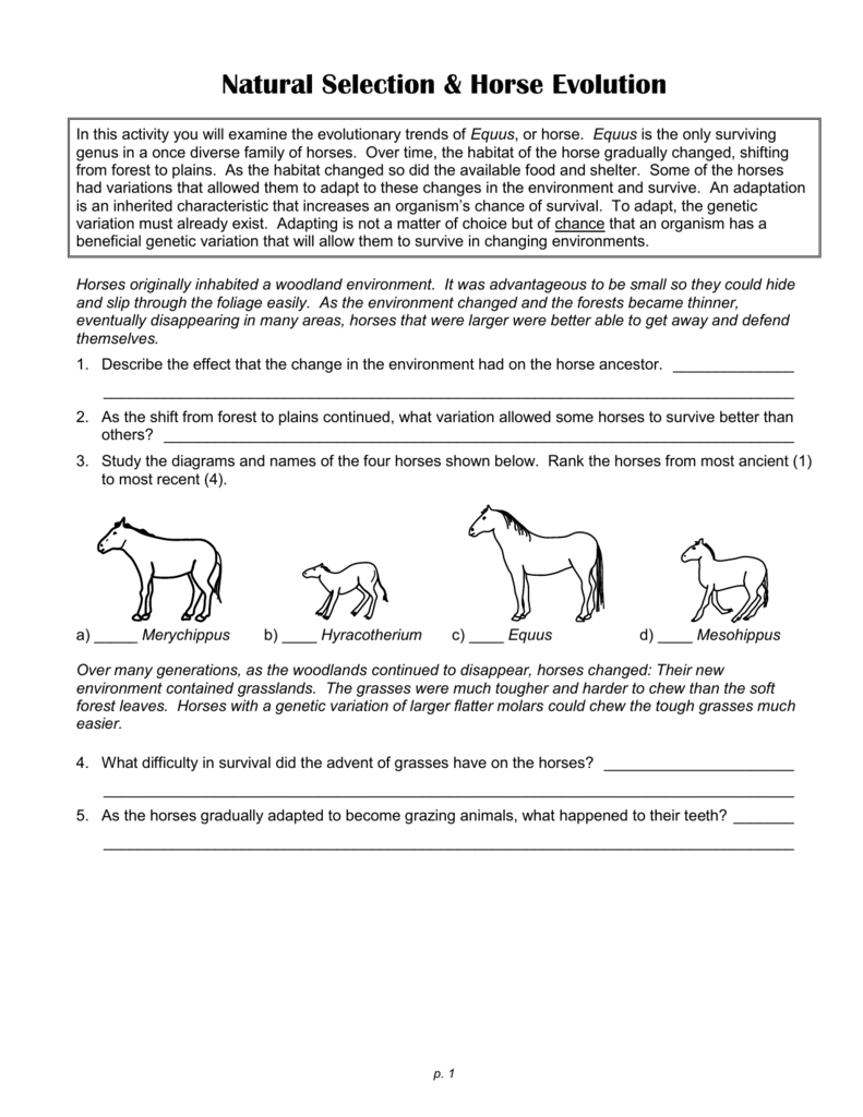 Natural Selection Worksheet For Middle School 22