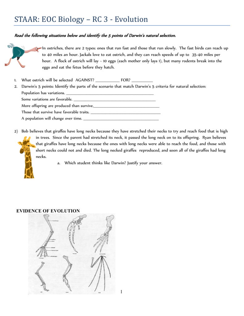 Natural Selection Worksheet For Middle School 24