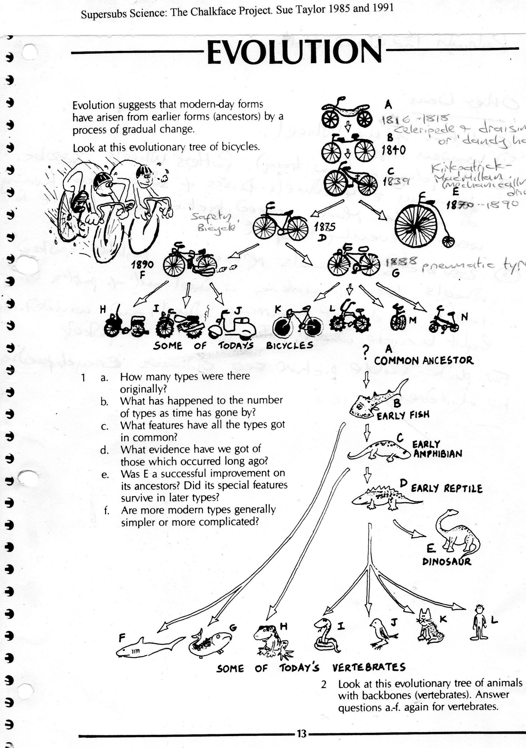 Natural Selection Worksheet For Middle School 7