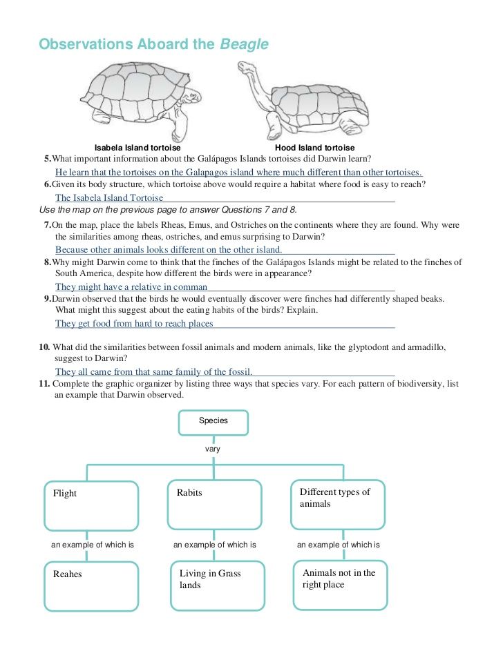 Natural Selection Worksheet For Middle School 8