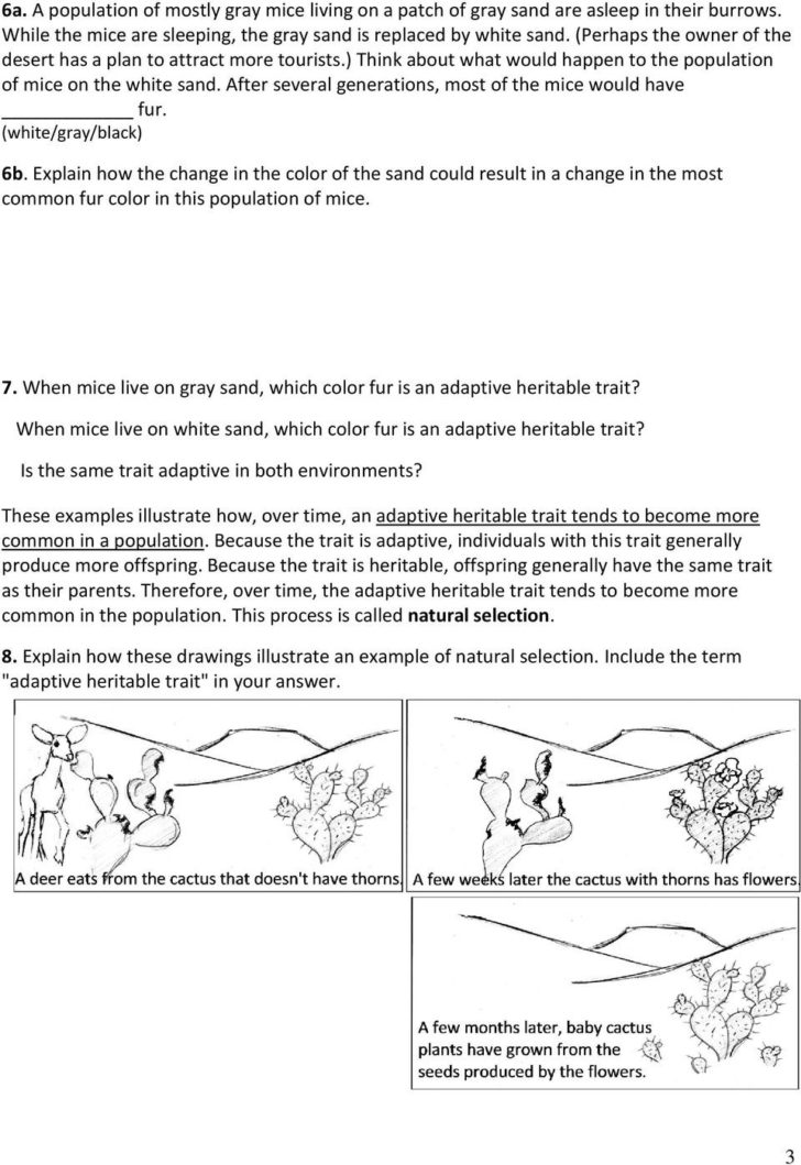 Natural Selection Worksheet For Middle School 9