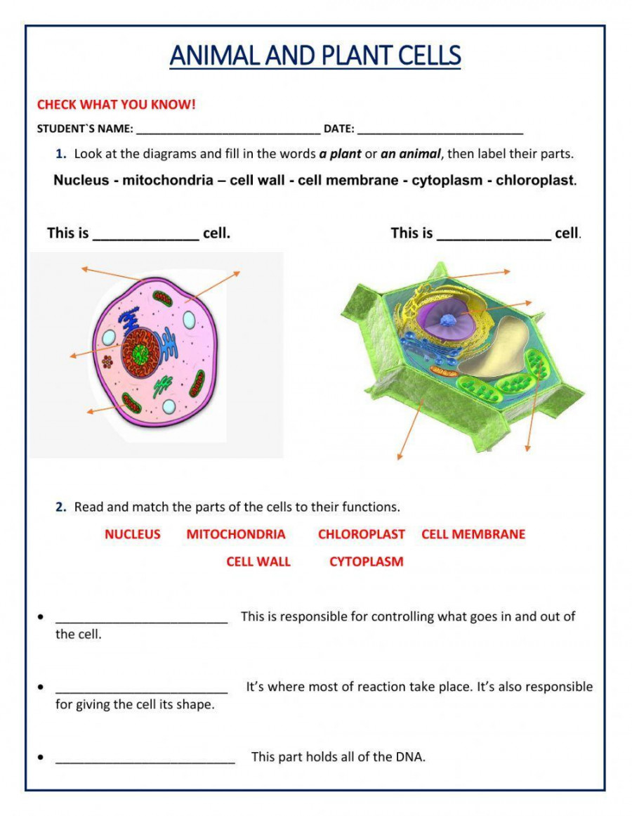 Animal and Plant Cell worksheet  Live Worksheets