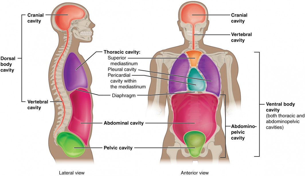 Body Cavities, Serous Membranes, and Tissue Membranes – Medical