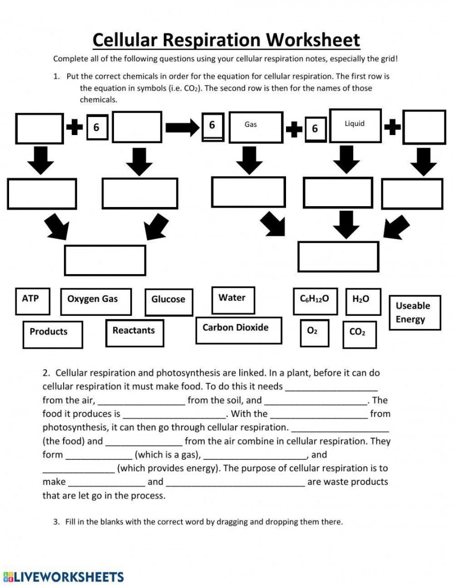 Cellular Respiration Practice worksheet  Live Worksheets