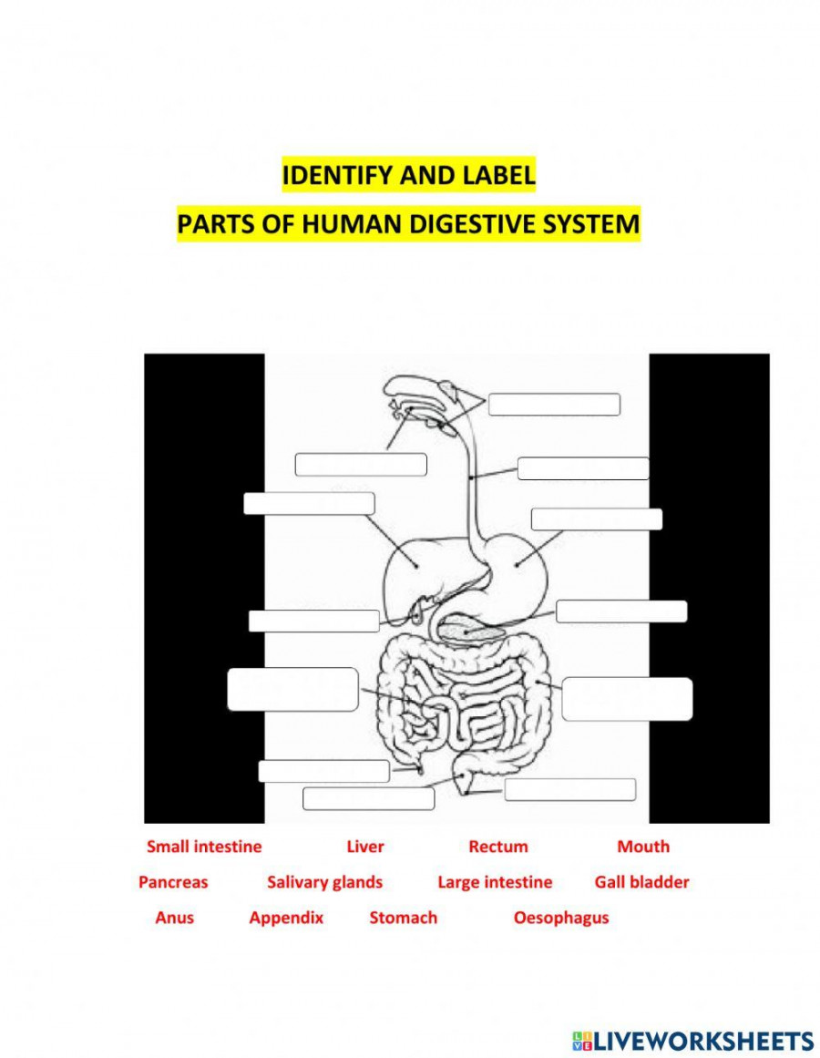 Digestive system online pdf worksheet  Live Worksheets