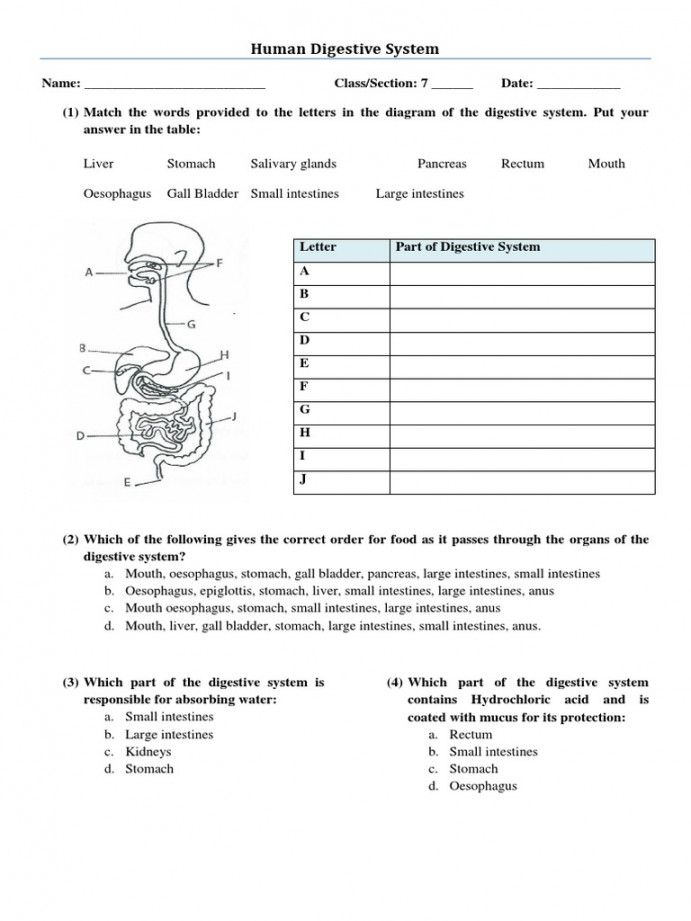 Human Digestive System Worksheet  PDF  Human Digestive System