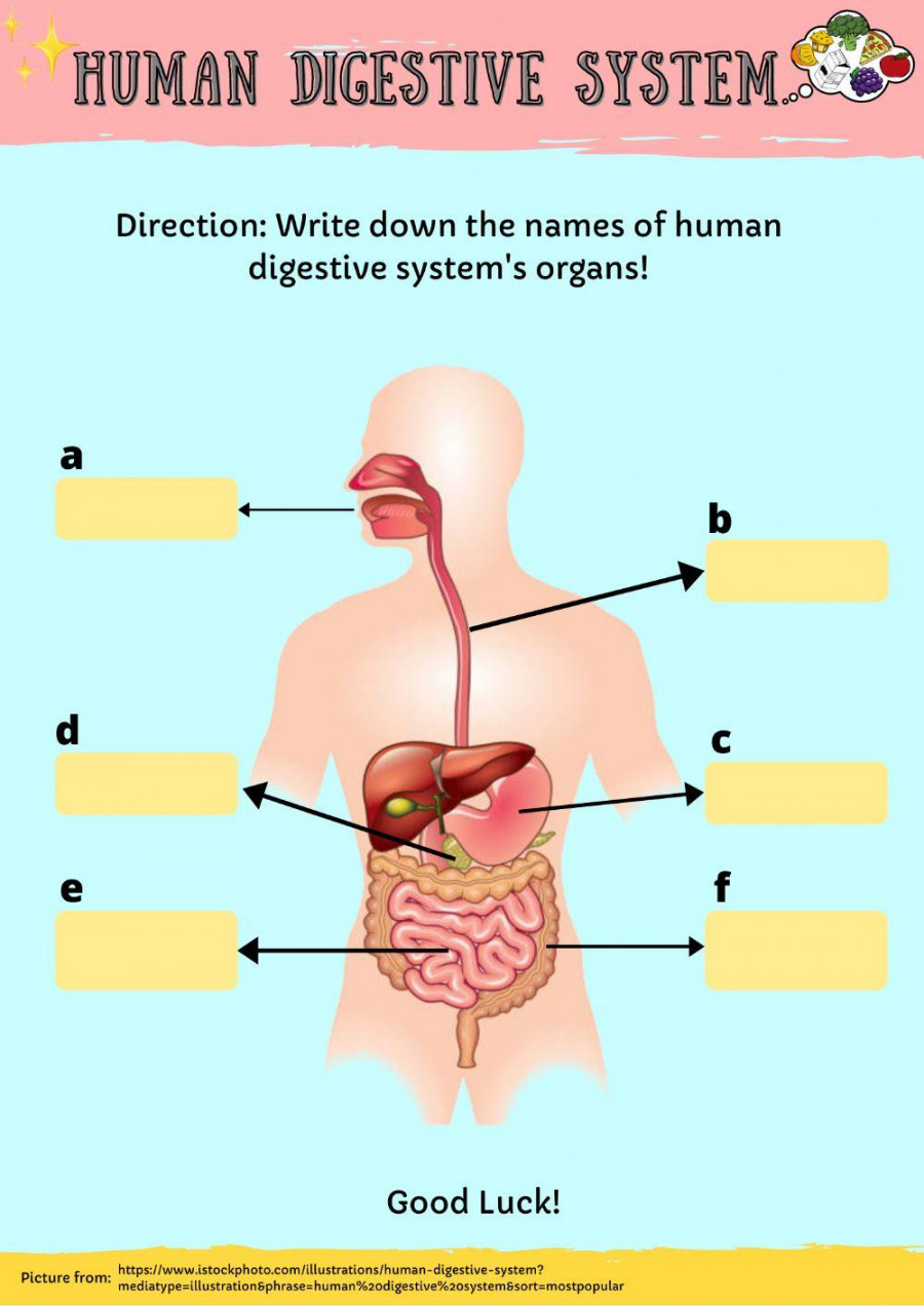 Human Digestive System Worksheet worksheet  Live Worksheets