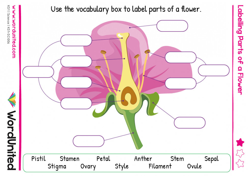 Labelling Parts of a Flower - WordUnited