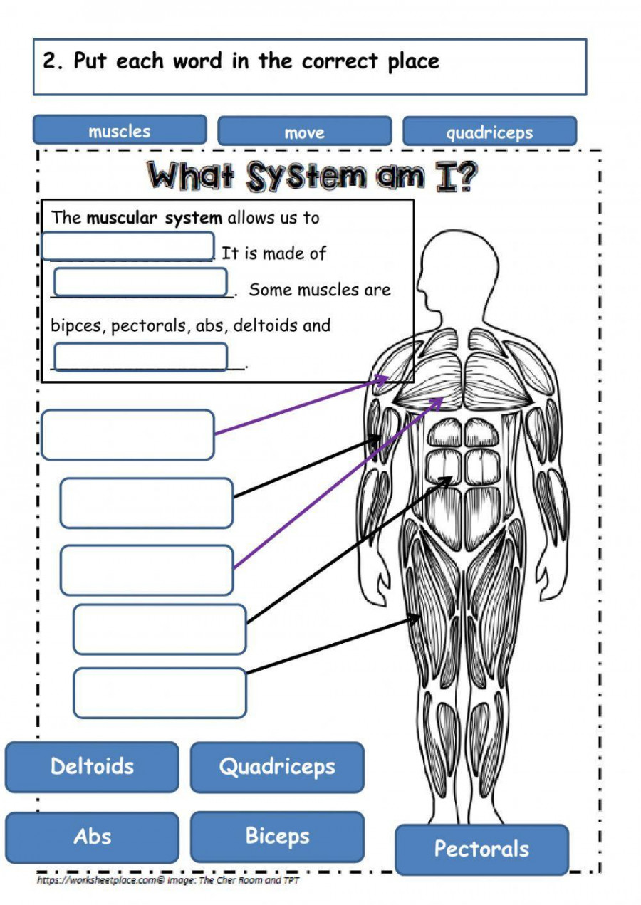 Muscular system  Live Worksheets