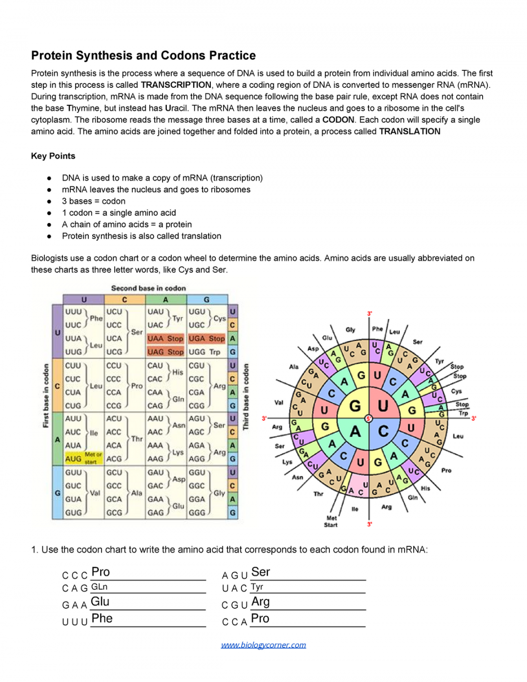 Protein Synthesis and Codons Practice fillabe- - Protein