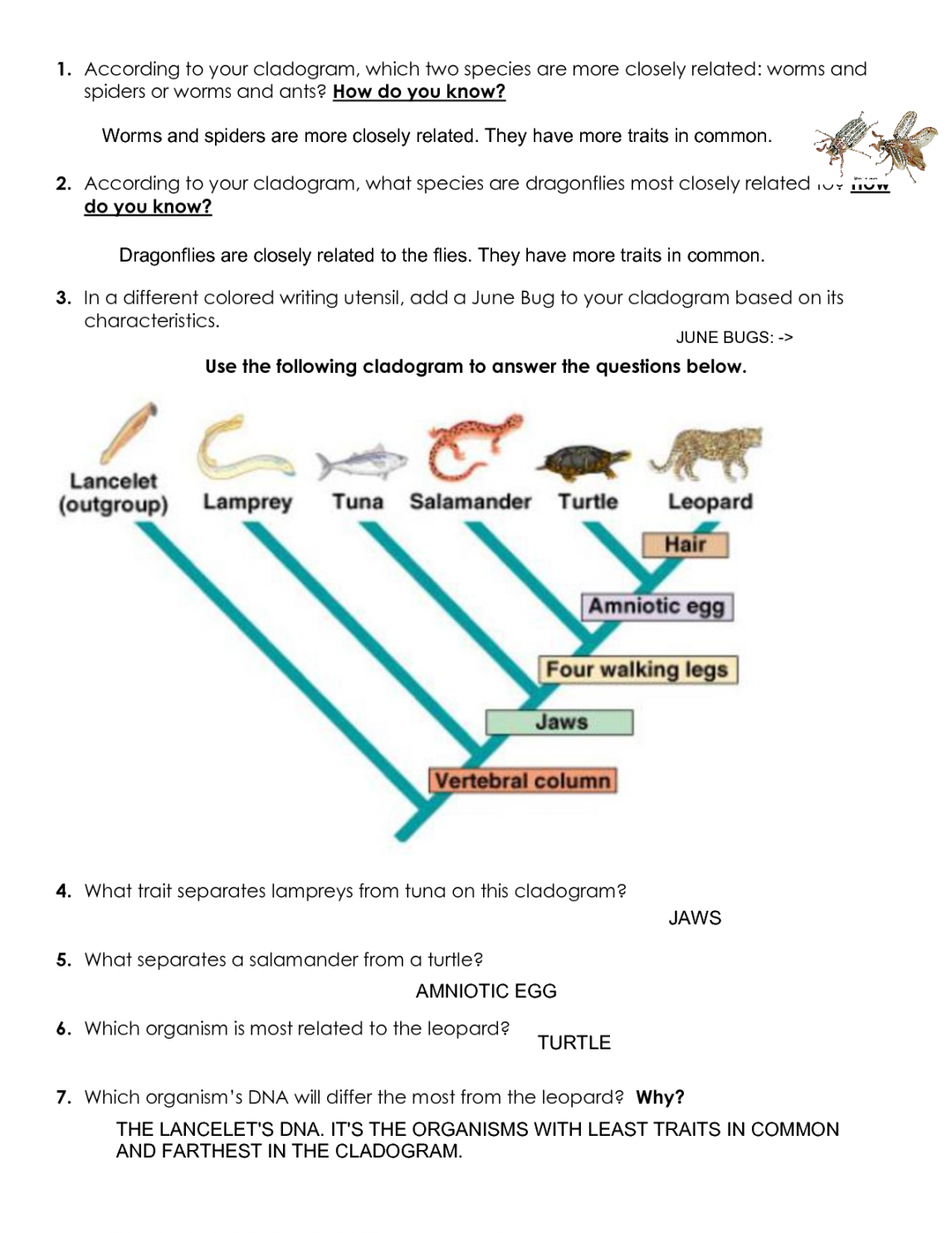 SOLUTION: Cladogram worksheet practice key - Studypool