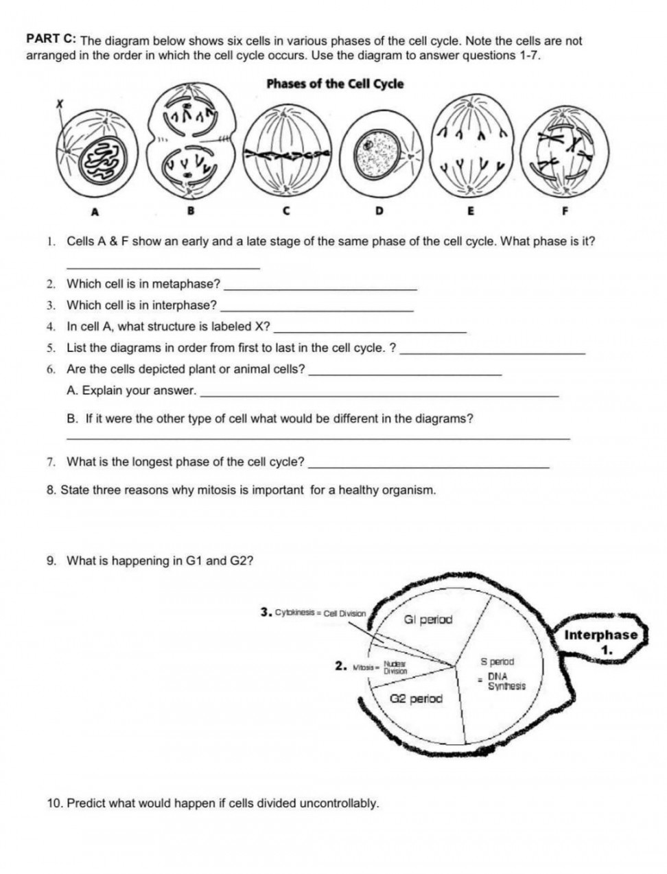 Solved CELL CYCLE WORKSHEET Name: PART A: MITOSIS Matching