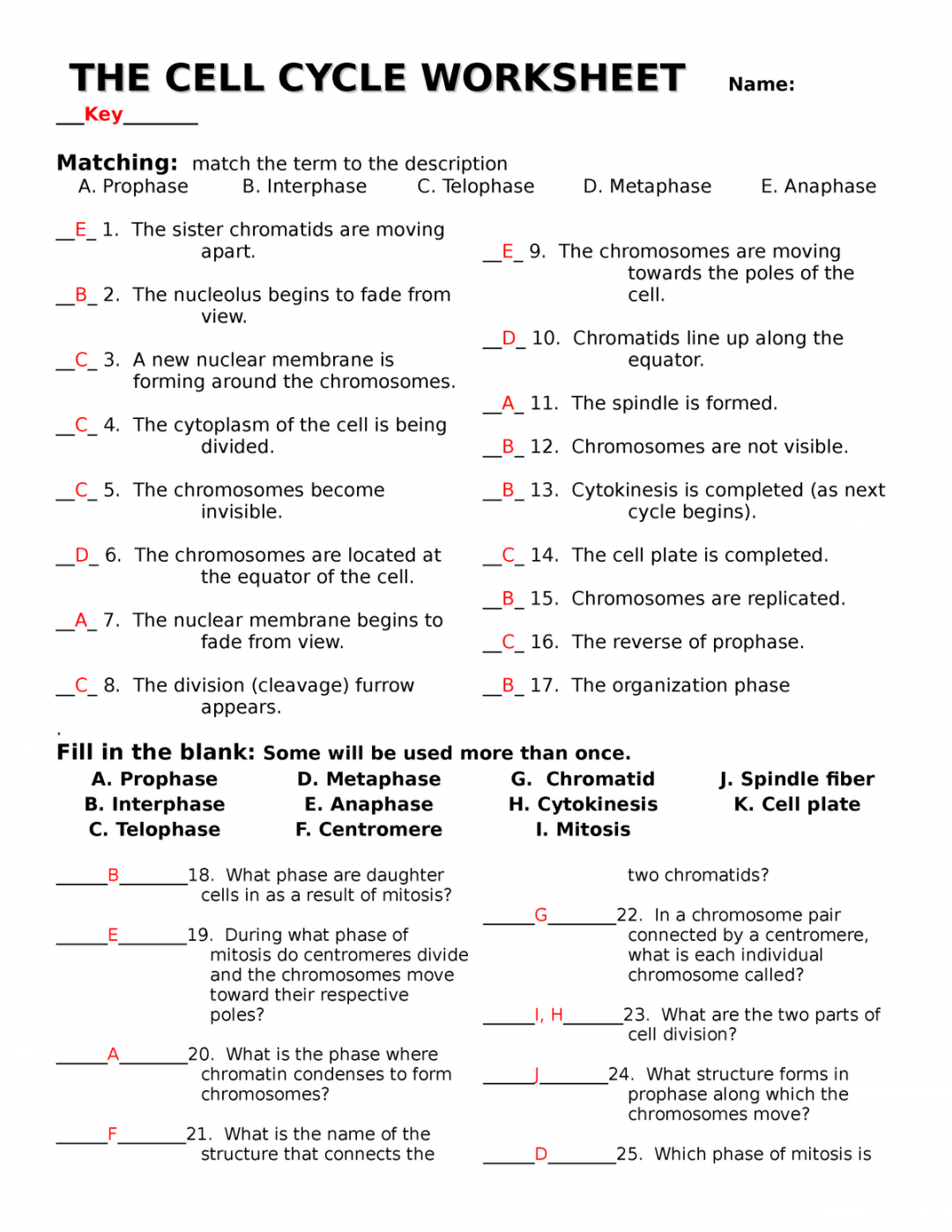 The-cell-cycle-worksheet with answers - THE CELL CYCLE WORKSHEET