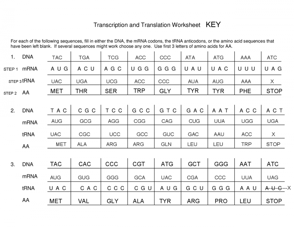 Transcription and Translation Worksheet  Study notes Genetics