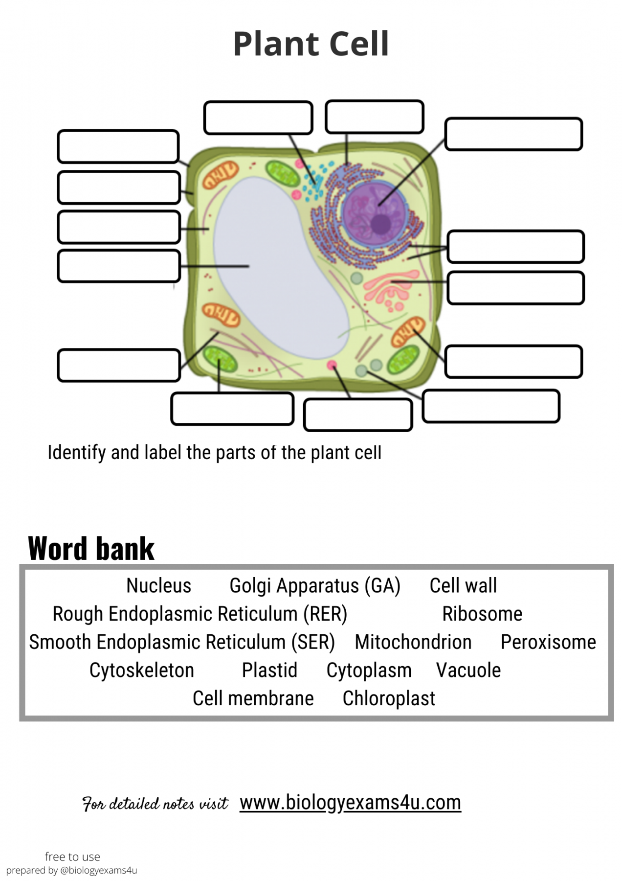 Worksheet and Quiz on Plant Cell Structure and Function