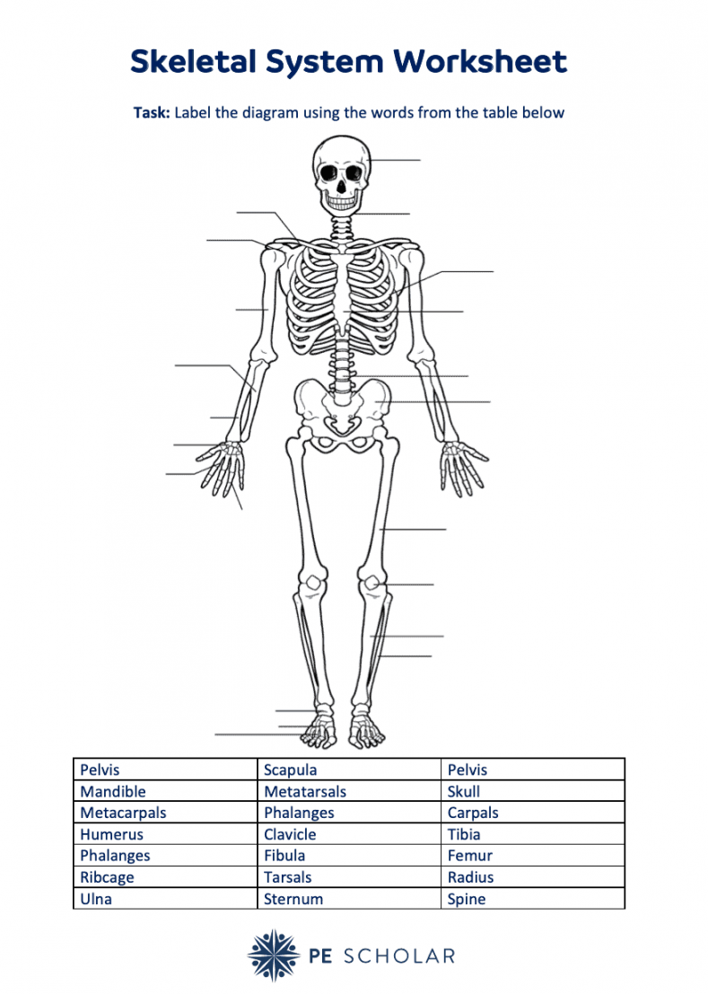 Access The Skeletal System Worksheet For PE Lessons - PE Scholar