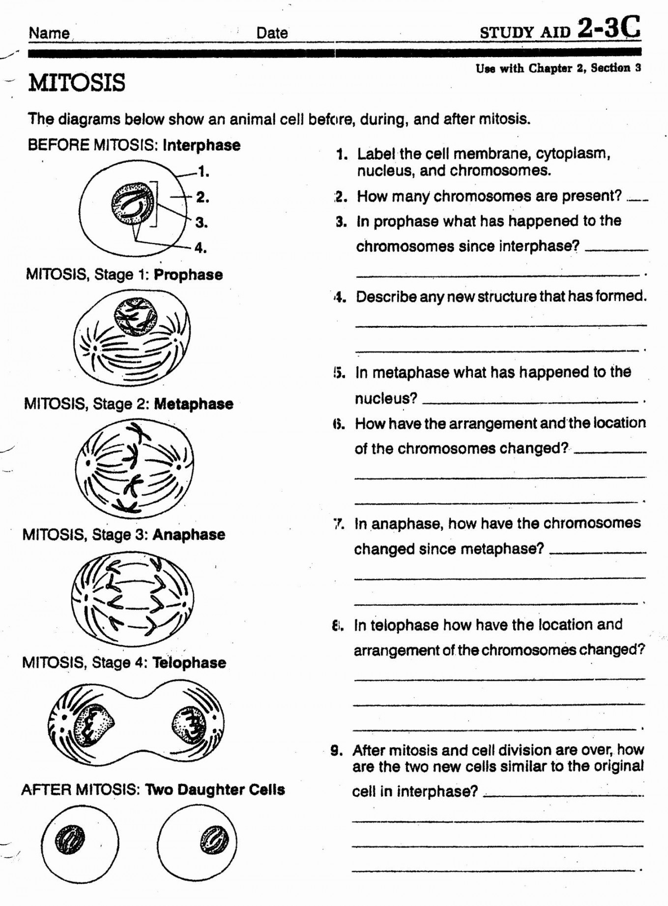 Cell Division Worksheet Answers  Chessmuseum Template Library