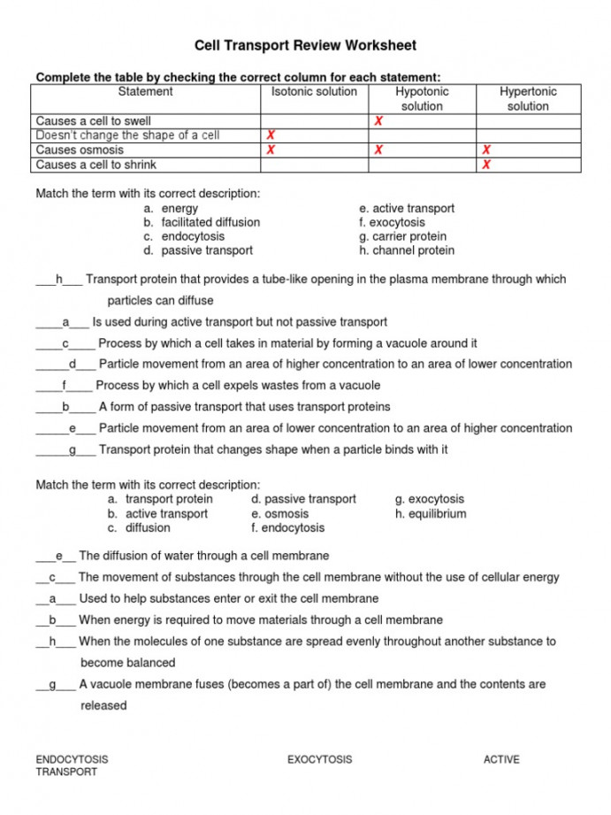Cell Transport Review Worksheet  PDF  Osmosis  Cell Membrane
