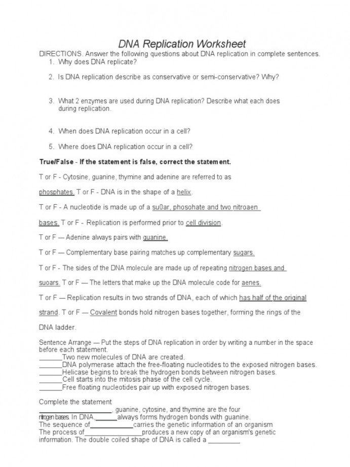 DNA Replication Worksheet  PDF  Dna Replication  Dna