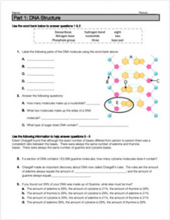 DNA Structure, Function and Replication Review Worksheet  TPT