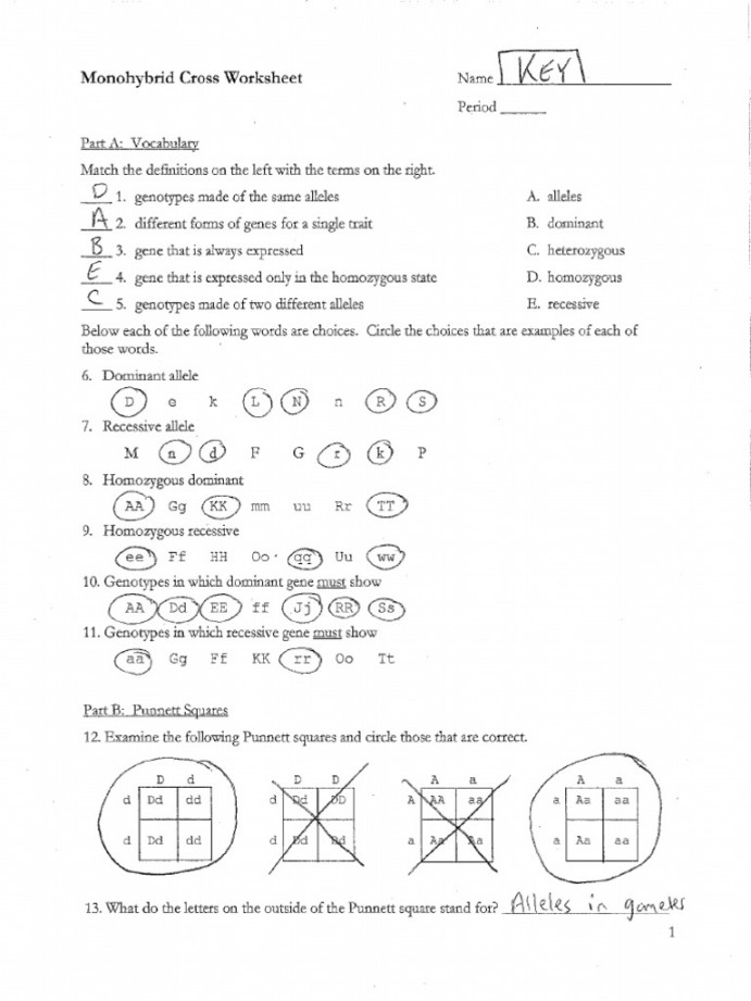 F Unit  Monohybrid Cross Worksheet Key  PDF