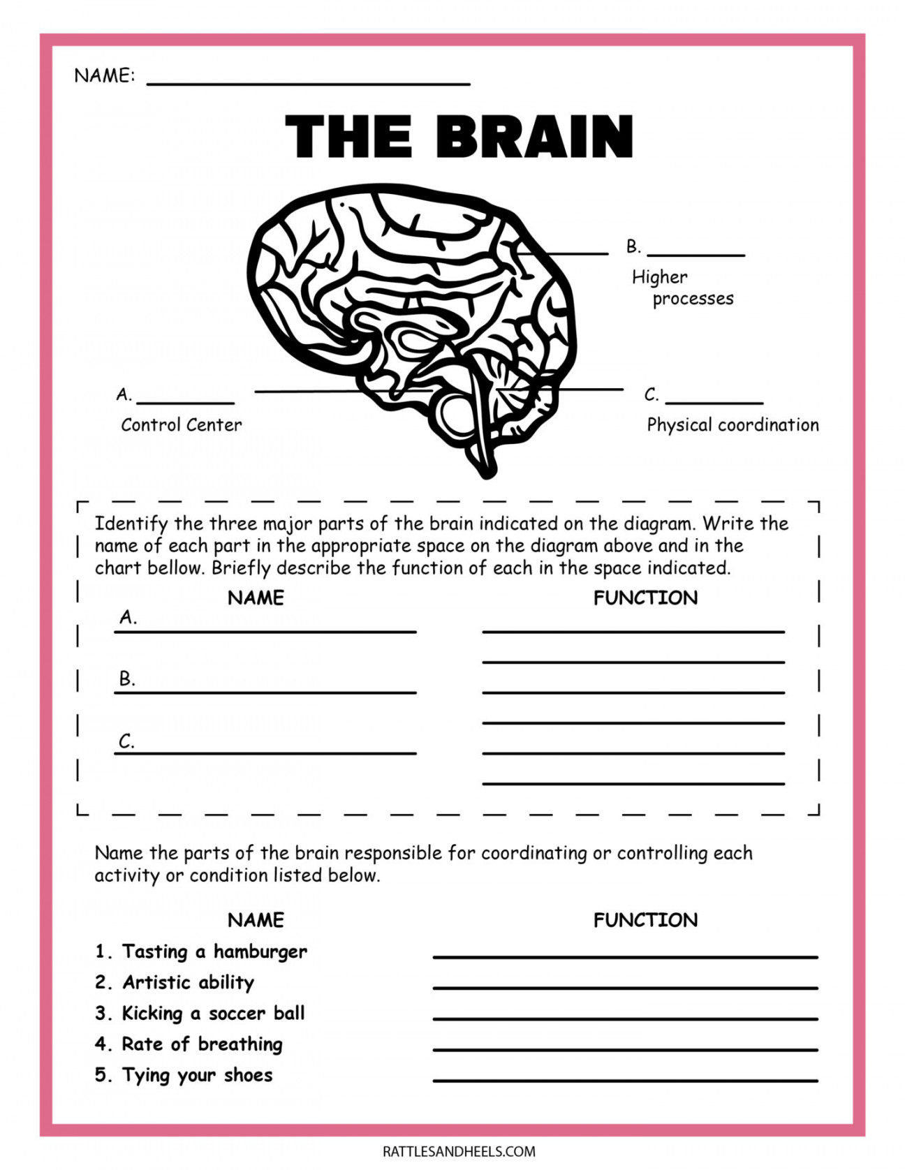 Free Science Worksheets The Nervous System - Adanna Dill