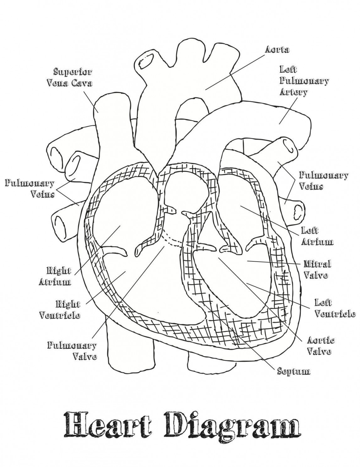 Human Heart Labeling Worksheet  Heart diagram, Heart printable