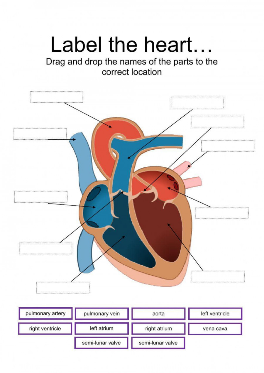 Label parts of the heart worksheet  Live Worksheets