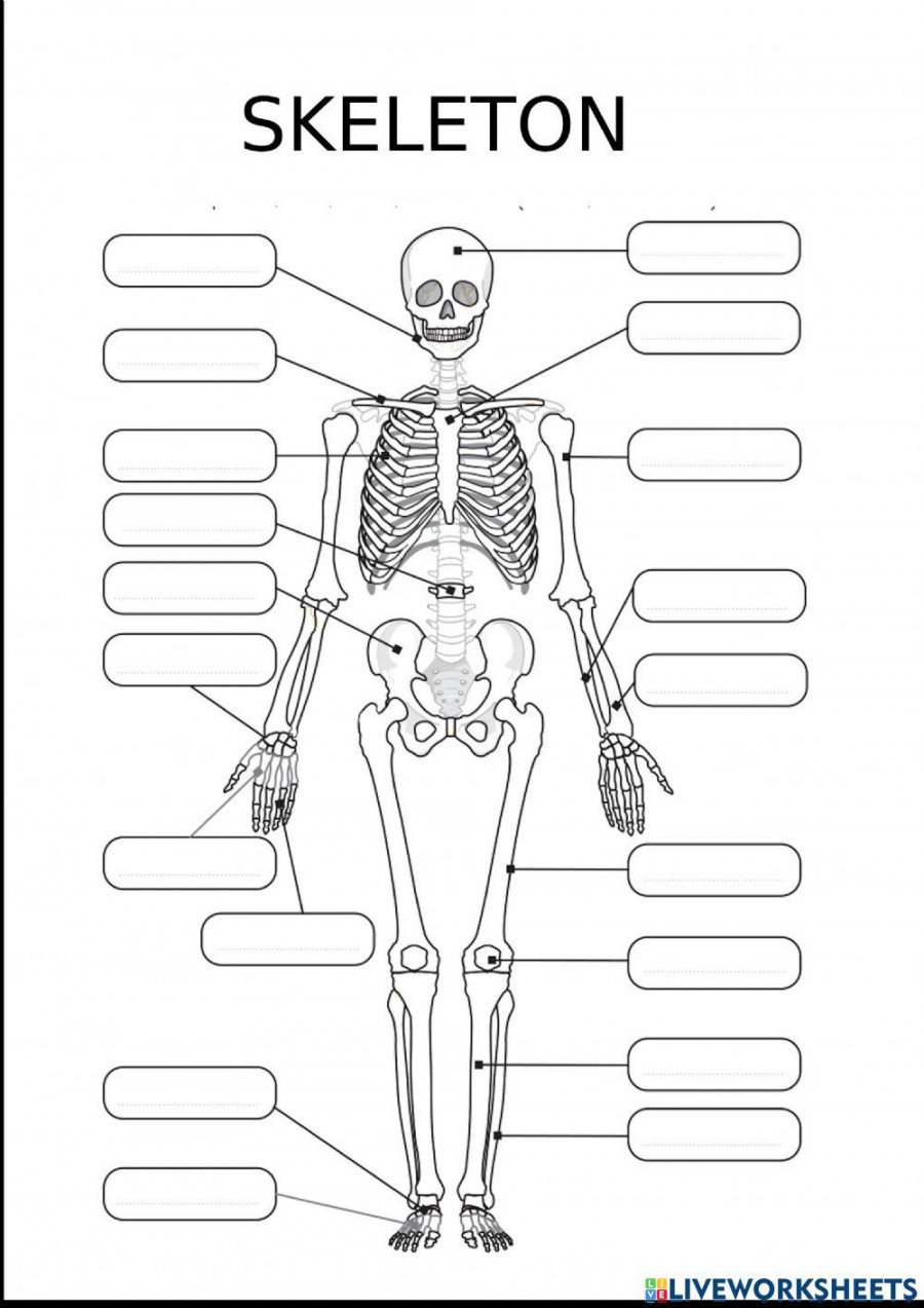 Label the bones activity  Live Worksheets