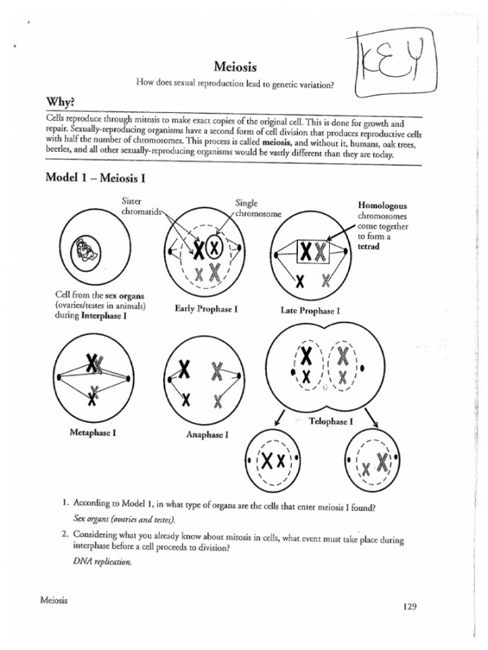 Meiosis POGIL ANSWERS  PDF