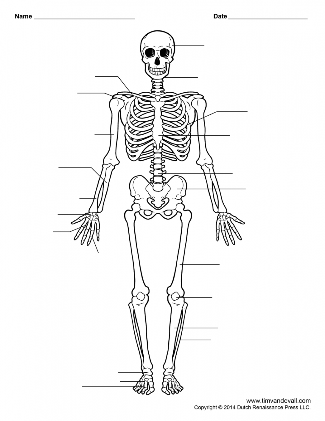 Printable Human Skeleton Worksheet for Students and Teachers