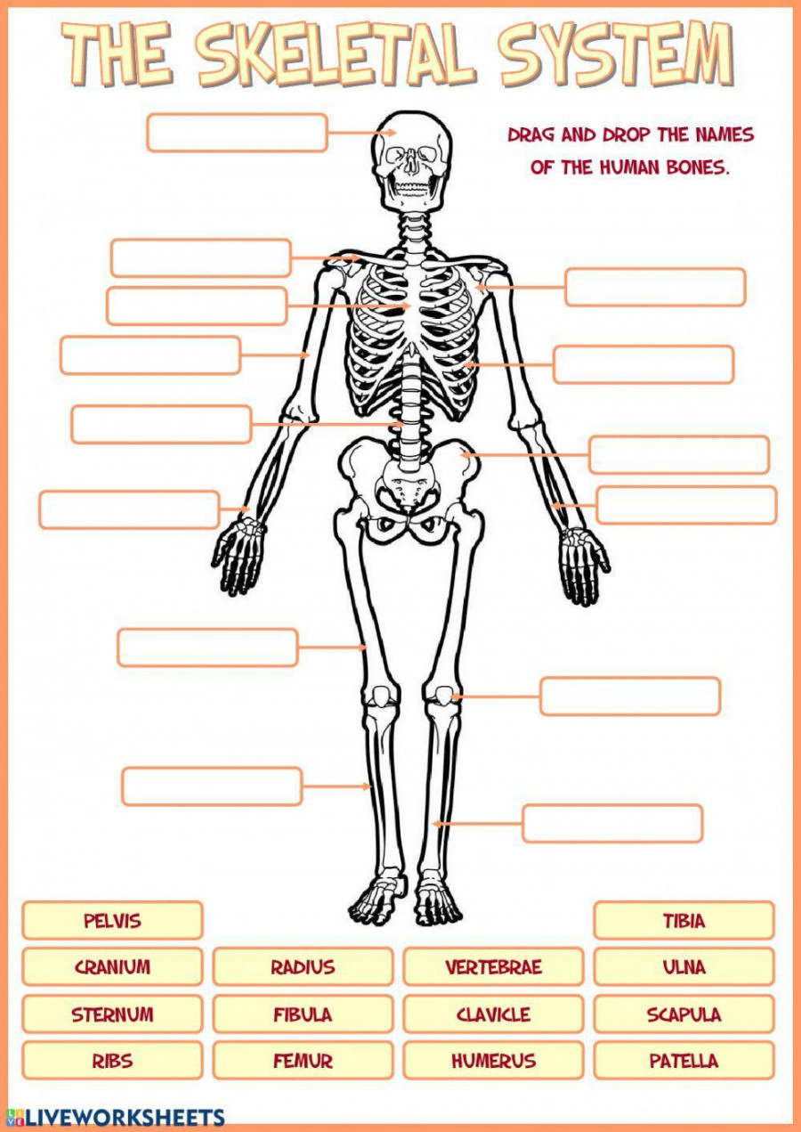 Skeletal system worksheet  Live Worksheets